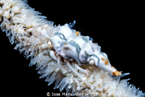 Wire Coral Crab or Xeno Crab (Xenocarcinus tuberculatus) by Jose Maria Abad Ortega 